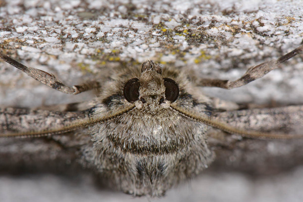 Falena da id. - Ascotis selenaria, Geometridae